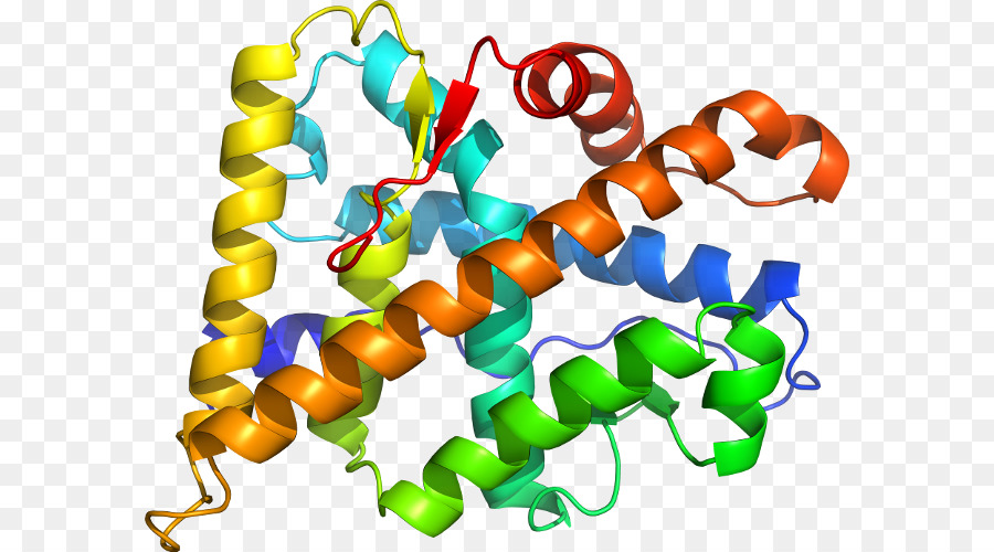 Protein Yapısı，Molekül PNG