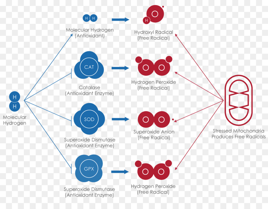 Antioksidan，Hidrojen PNG