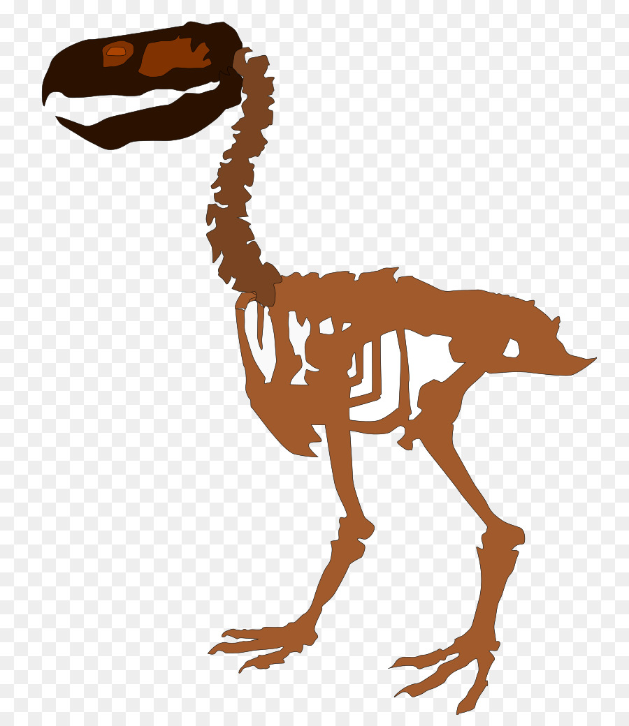 Dinozor İskeleti，Fosil PNG