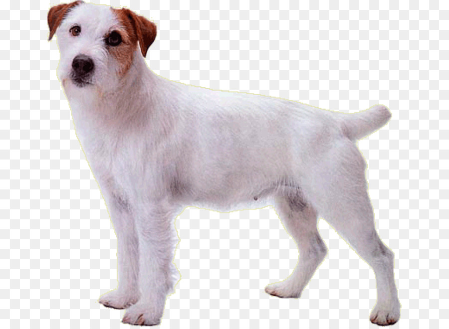 Jack Russell，Parson Russell Terer PNG