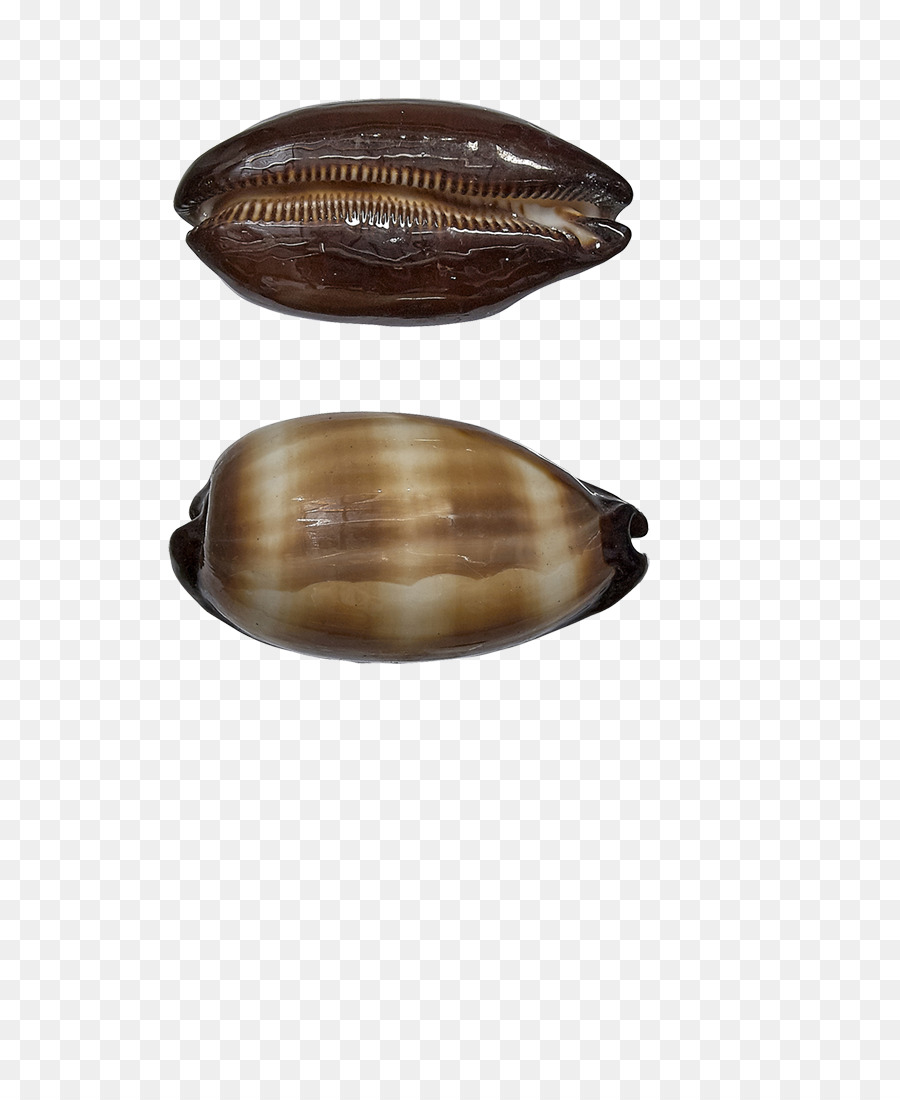 Deniz Kabuğu，Cowry PNG