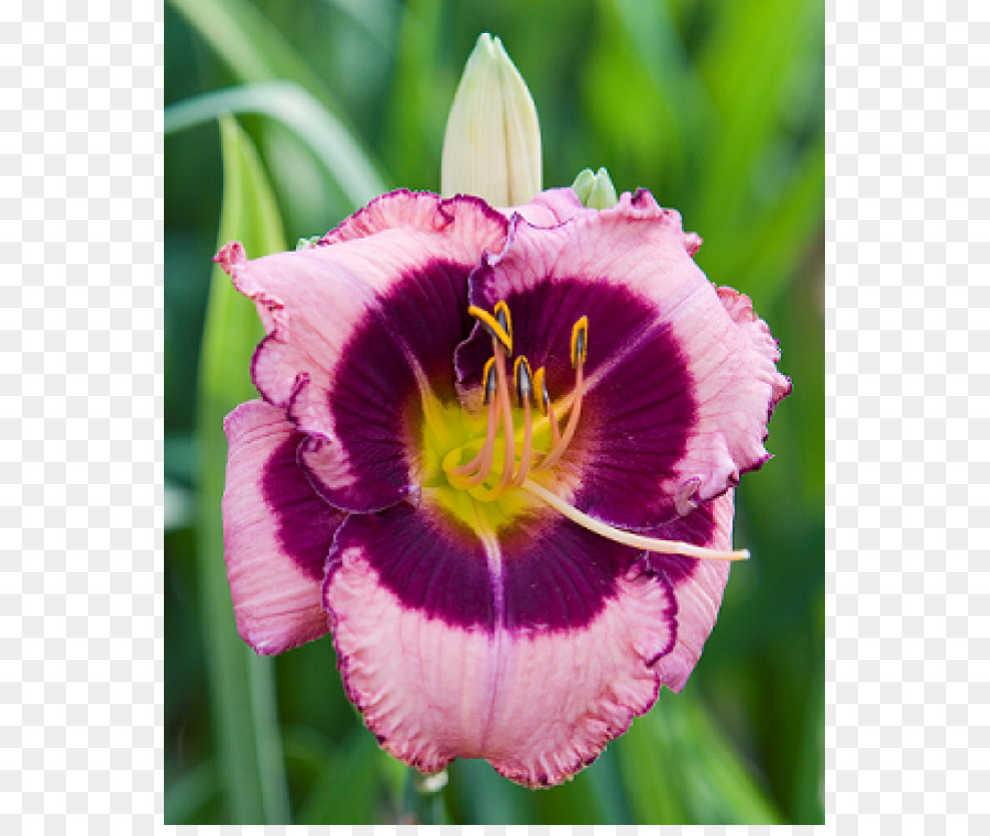 Daylily，Çok Yıllık Bitki PNG