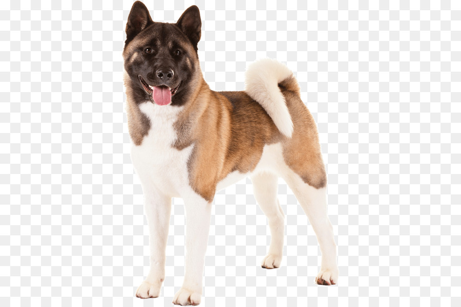 Köpek，Evcil Hayvan PNG