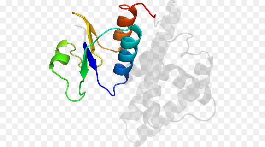 Protein Yapısı，Molekül PNG