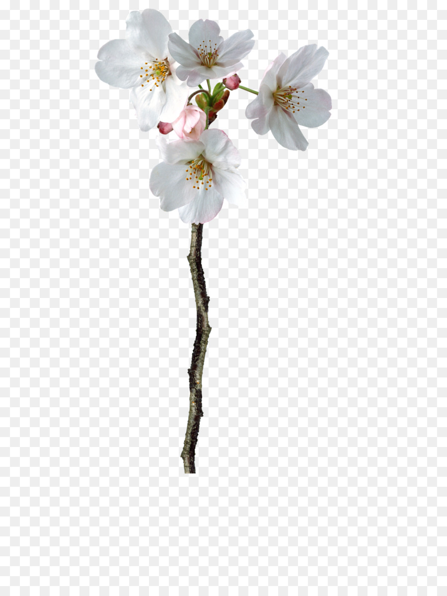çiçek，Photoscape PNG