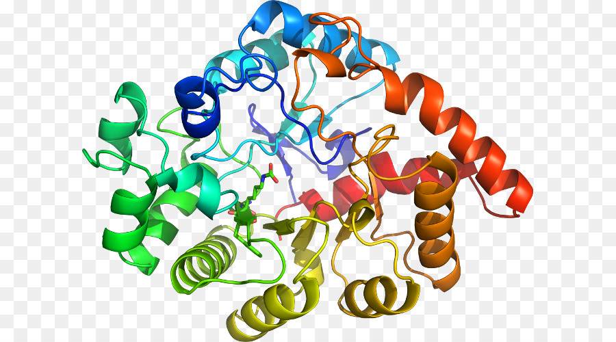 Protein Yapısı，Molekül PNG