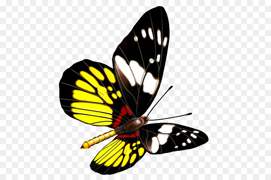 Kelebek，şeffaflık Ve Saydamlık PNG