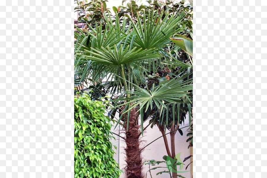 Asya Palmyra Palm，Arecaceae PNG