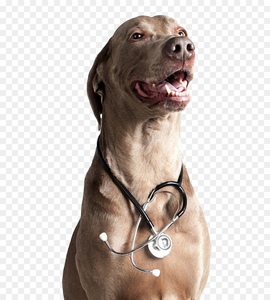 Steteskoplu Köpek，Veteriner PNG