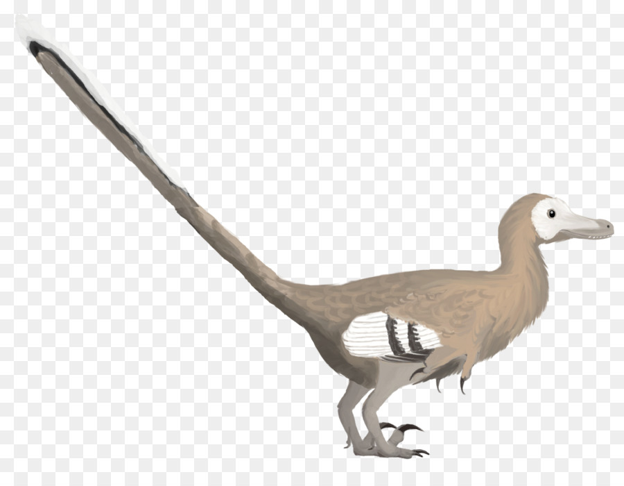 Velociraptor，Kuş PNG