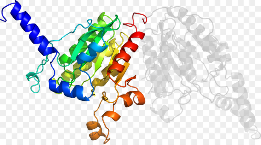 Protein Yapısı，Molekül PNG