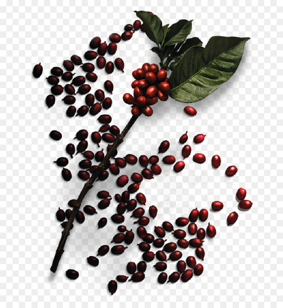 Kona Kahve，Kahve PNG