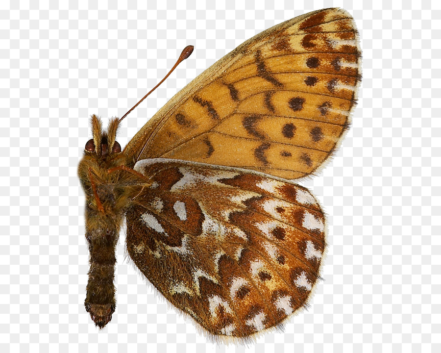 Nymphalidae，Boloria Polaris PNG