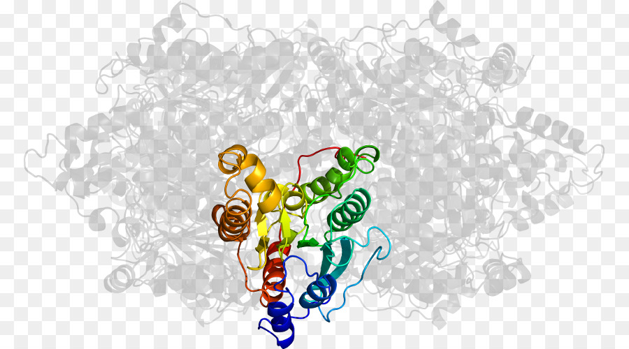 Protein Yapısı，Molekül PNG