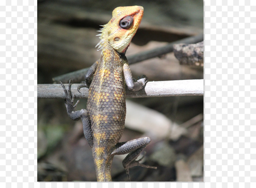 Arignar Anna Zoolojik Parkı，Selva Fotoğraf PNG