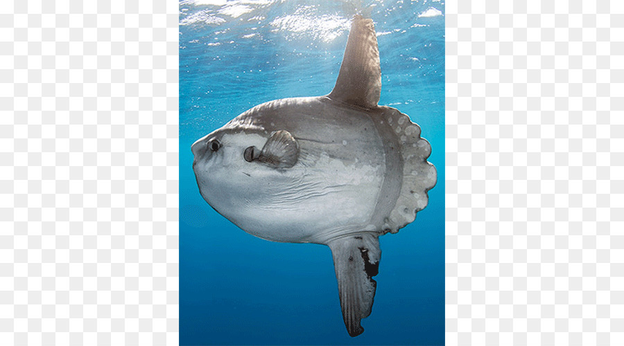 Köpekbalığı，Okyanus Aybalığı PNG
