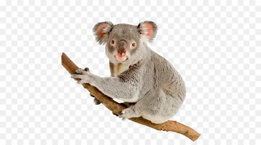 Koala，Ağaç PNG