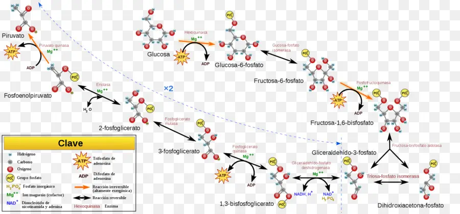 Glikoliz Yolu，Biyokimya PNG
