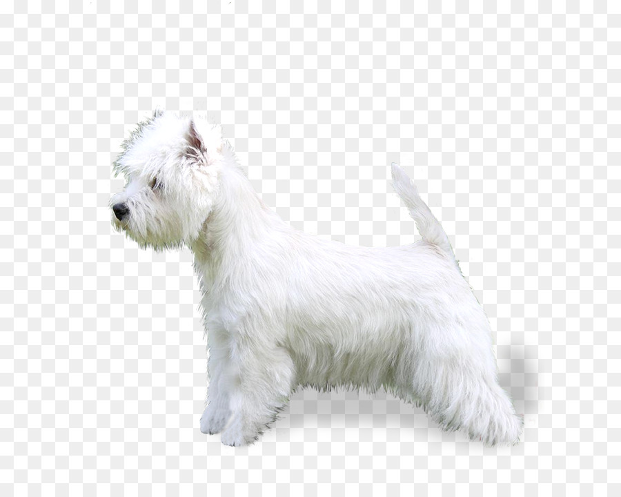 Imaal Terrier Glen，West Highland Beyaz Terrier PNG