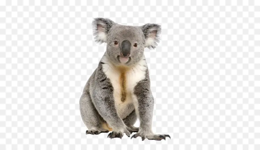 Koala，Ayı PNG