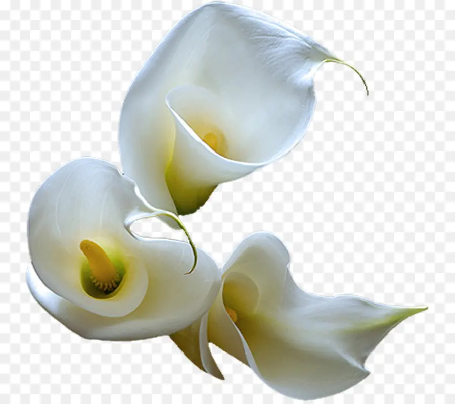 Beyaz Çiçekler，Calla Lily PNG