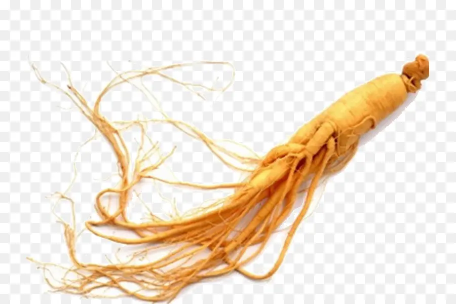 Ginseng Kökü，Bitki PNG