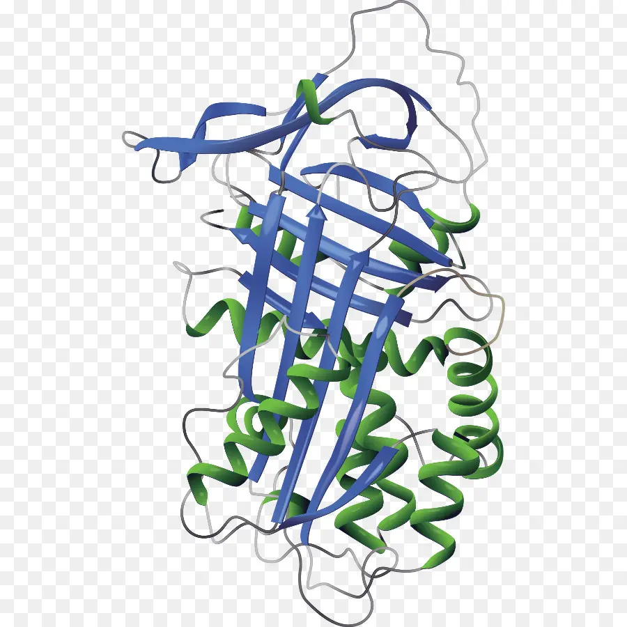 Protein Yapısı，Protein PNG