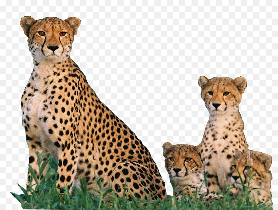 De Wildt Cheetah Ve Yaban Hayatı Merkezi，Nesli Tükenmekte Olan Türler PNG
