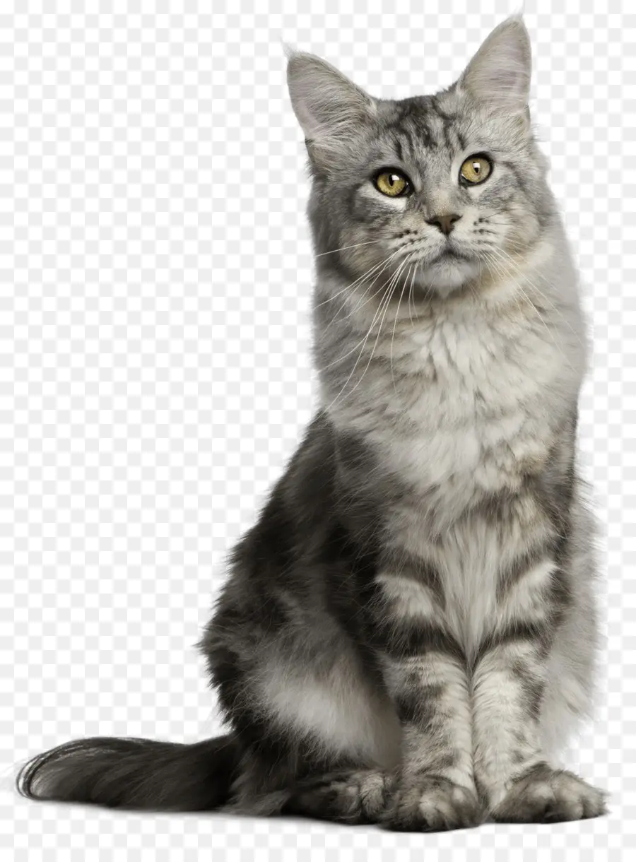 Gri Kedi，Kedi PNG