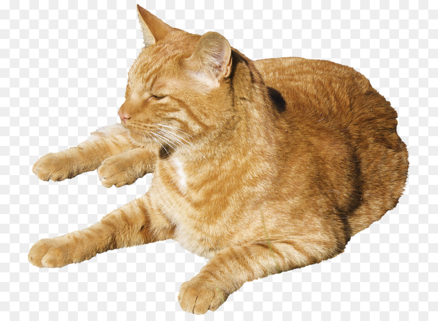 Uyuyan Kedi，Dinlenme PNG