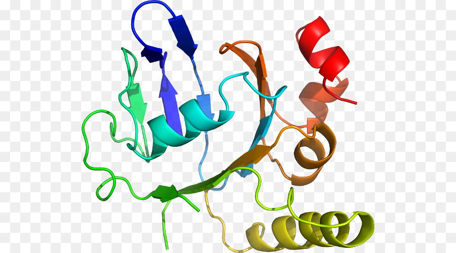 Protein Yapısı，Molekül PNG