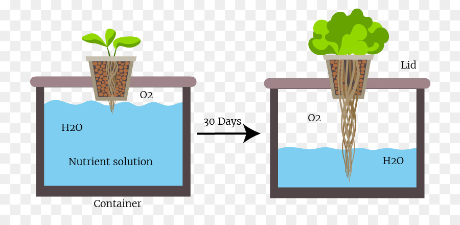 Topraksız，Derin Su Kültürü PNG