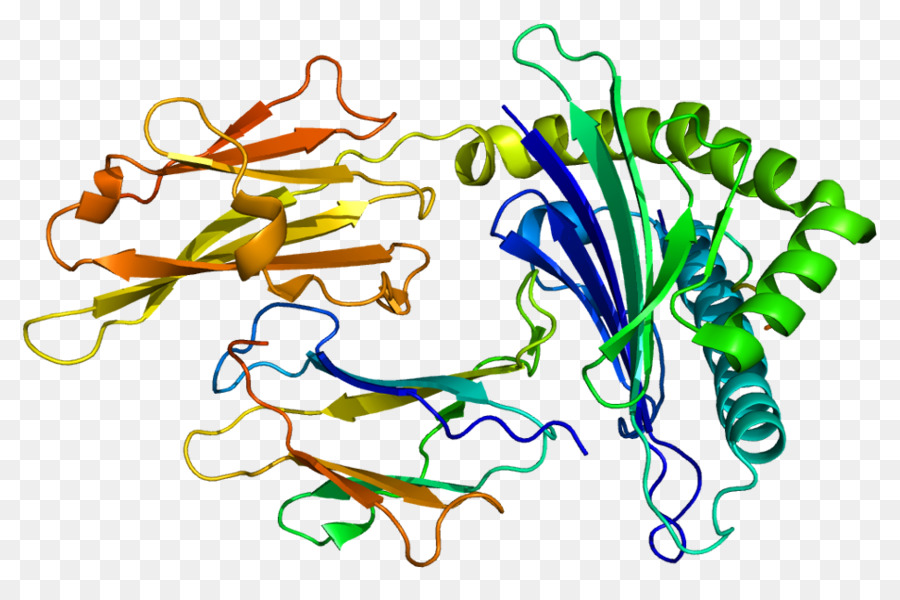 Protein Yapısı，Molekül PNG