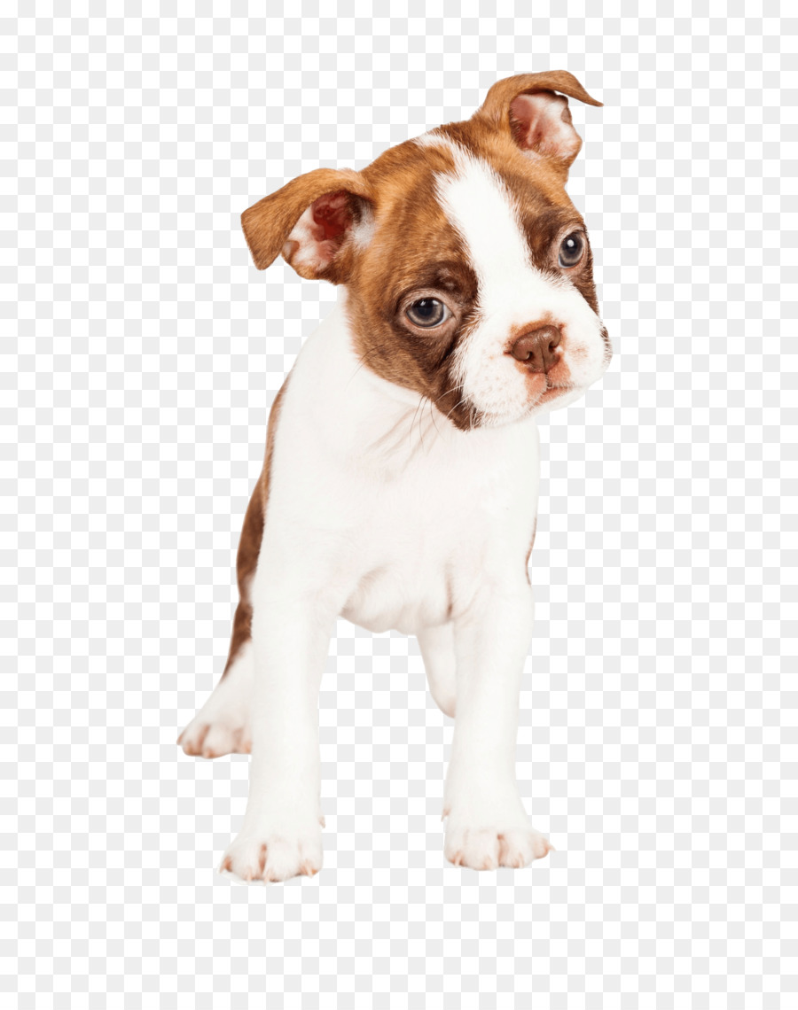 Buldog，Köpek PNG