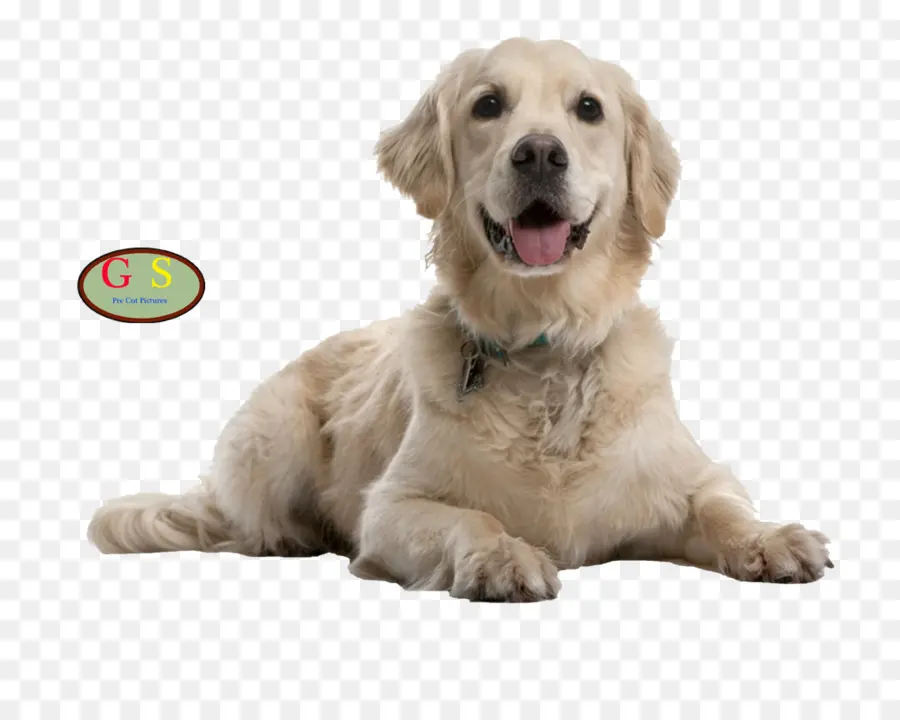 Beyaz Köpek，Evcil Hayvan PNG