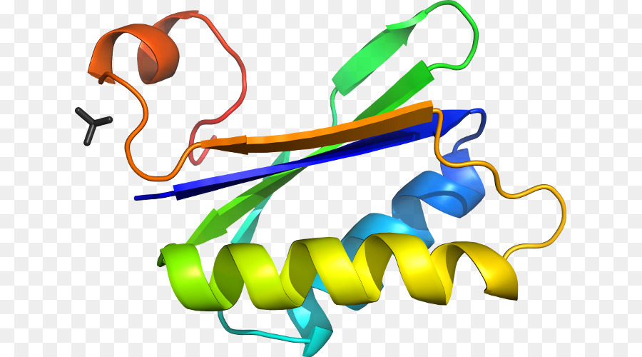 Protein Yapısı，Molekül PNG