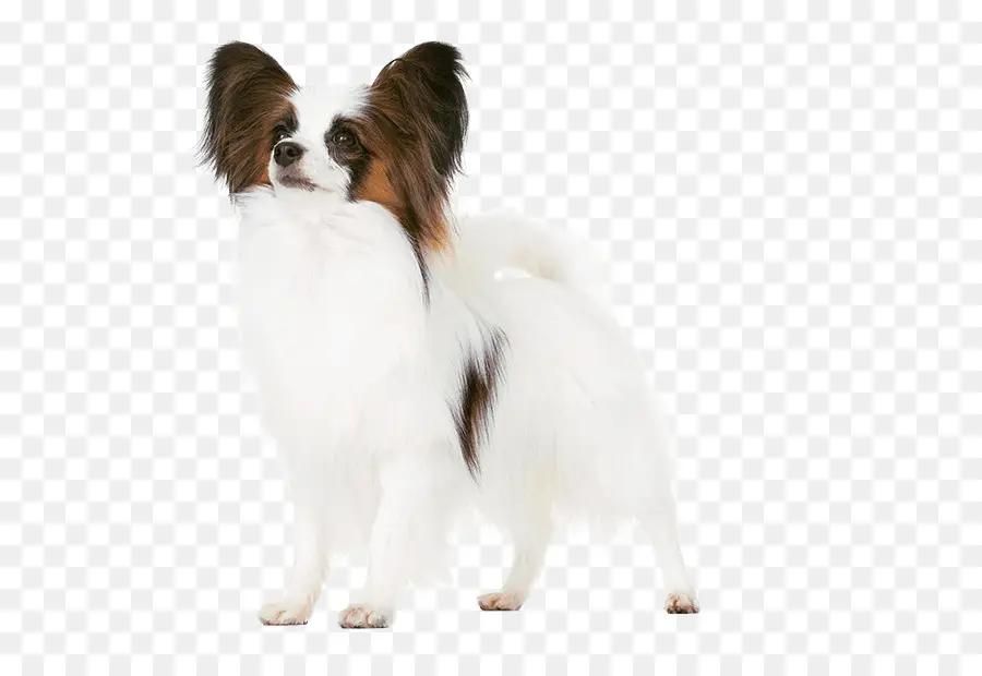 Papillon Köpeği，Beyaz PNG