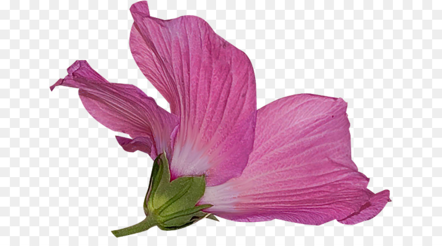 İnkalar Lily，Mallows PNG