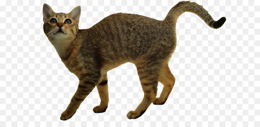 Kahverengi Kedi，Kedi PNG