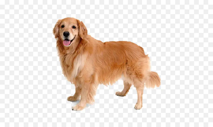 Golden Retriever，Köpek PNG