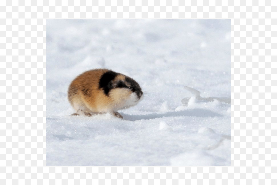 Lemming，Kar PNG