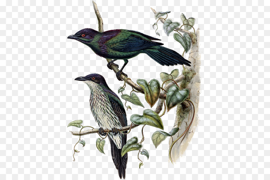 Ortak Starling，Gaga PNG