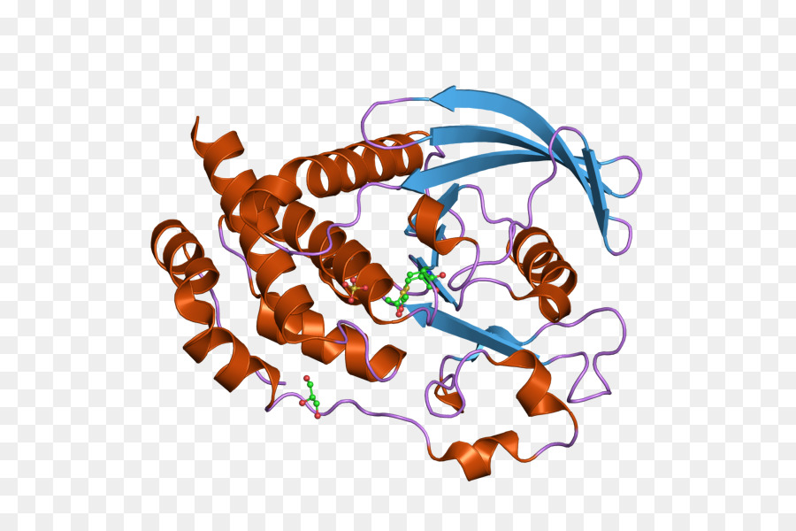 Ptpn5，Protein Tirozin Fosfataz PNG
