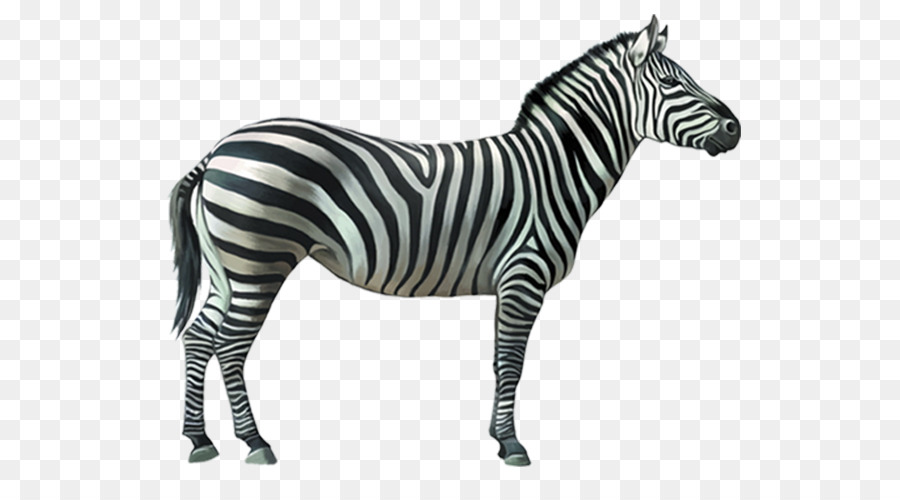 Renkli Zebra，Çizgili PNG