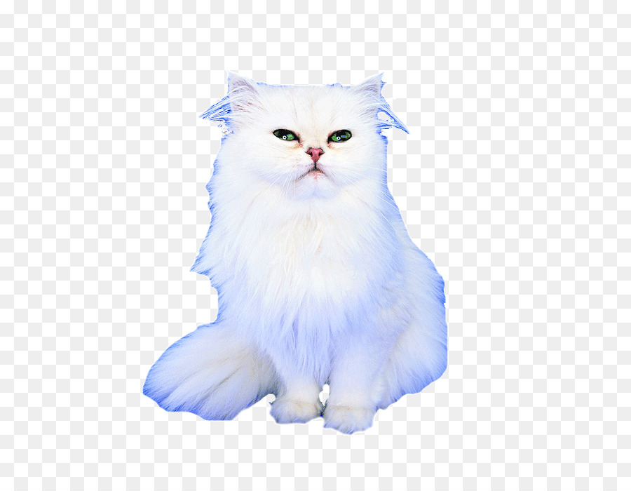 Kedi，Evcil Hayvan PNG