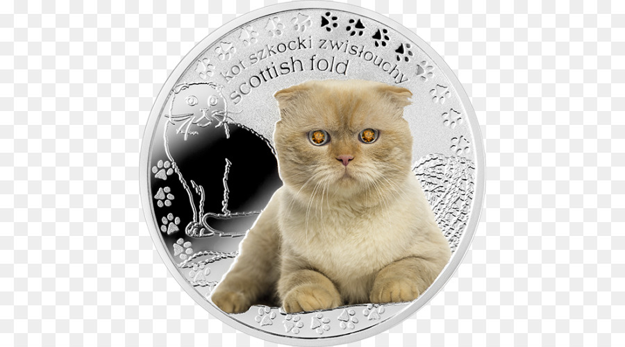 Scottish Fold Kedi Parası，Kedi PNG