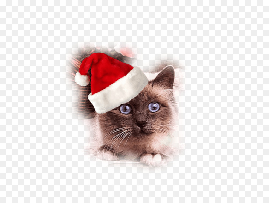 Bıyıkları，Kedi PNG