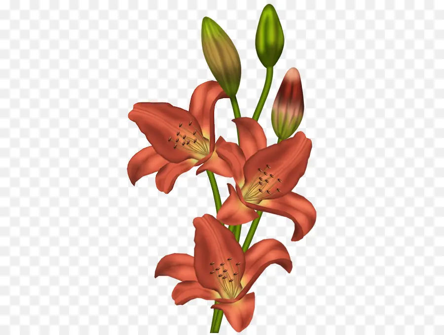 Kaplan Lily，çiçek PNG