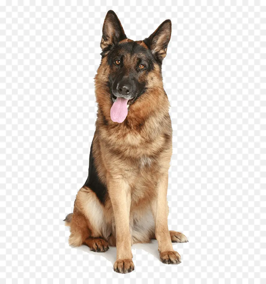 Köpek，Evcil Hayvan PNG