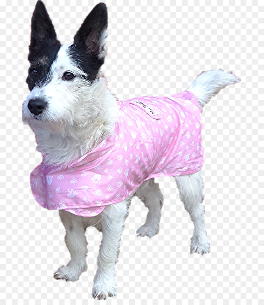 Köpek，Ceket PNG